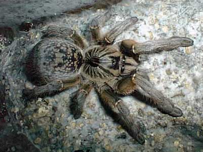 ceratogyruscornuatus.jpg